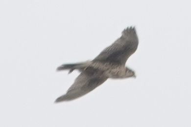 Prairie Falcon - ML635014846