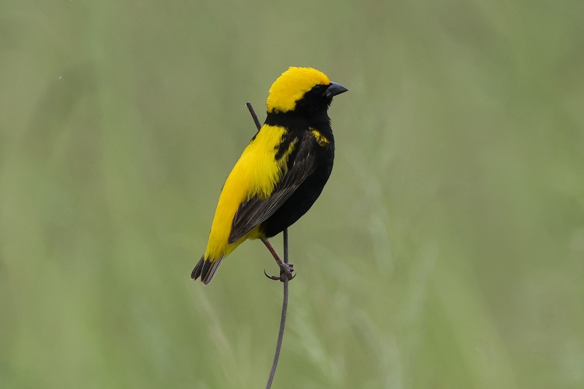 Yellow-crowned Bishop - ML635014893