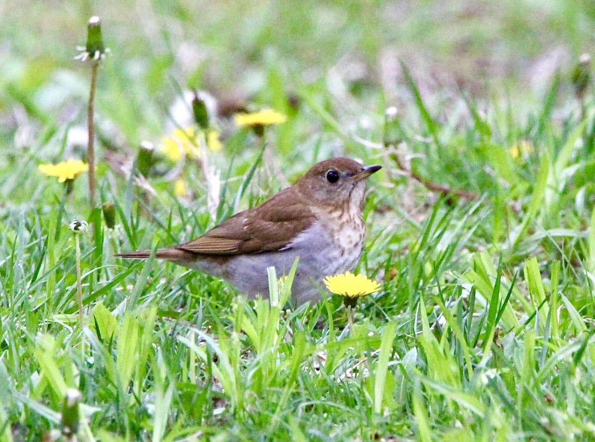 Veery - ML635015124