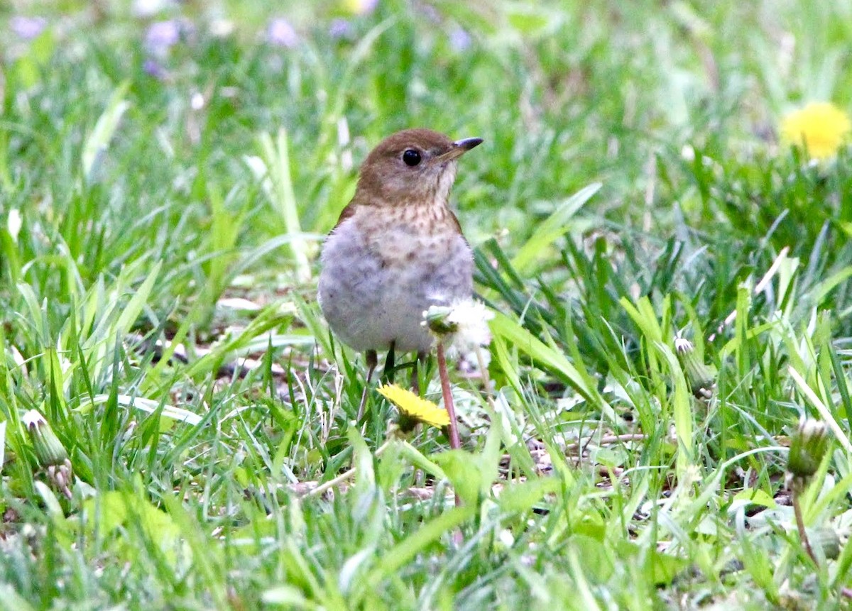Veery - ML635015125