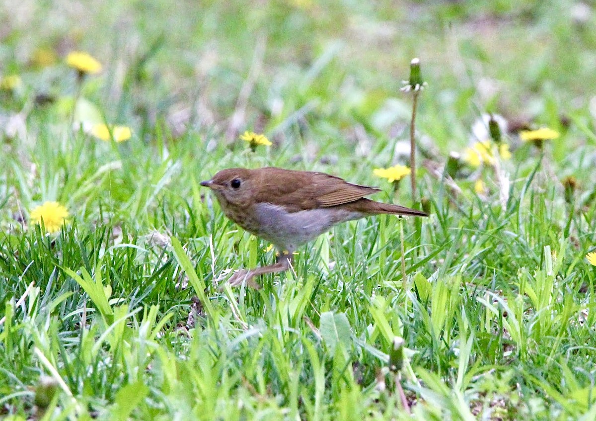 Veery - ML635015126