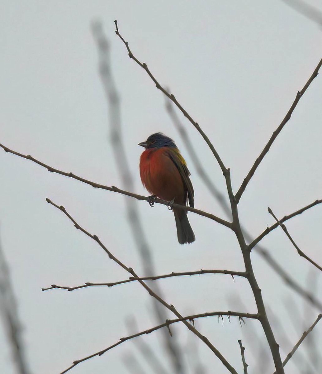 Painted Bunting - ML635015362