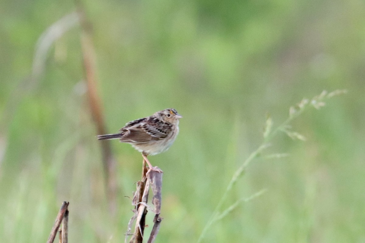 Grasshopper Sparrow - ML635015378
