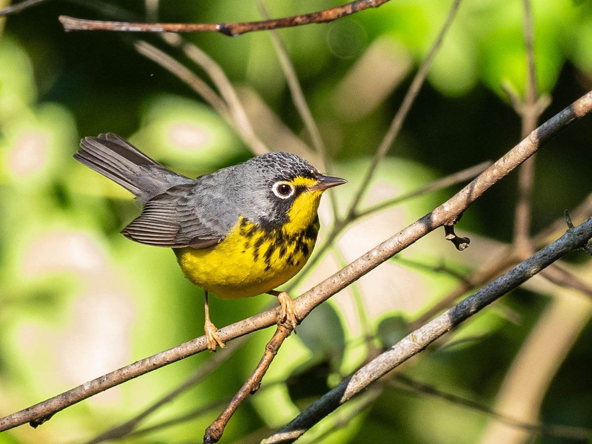 Canada Warbler - ML635015516