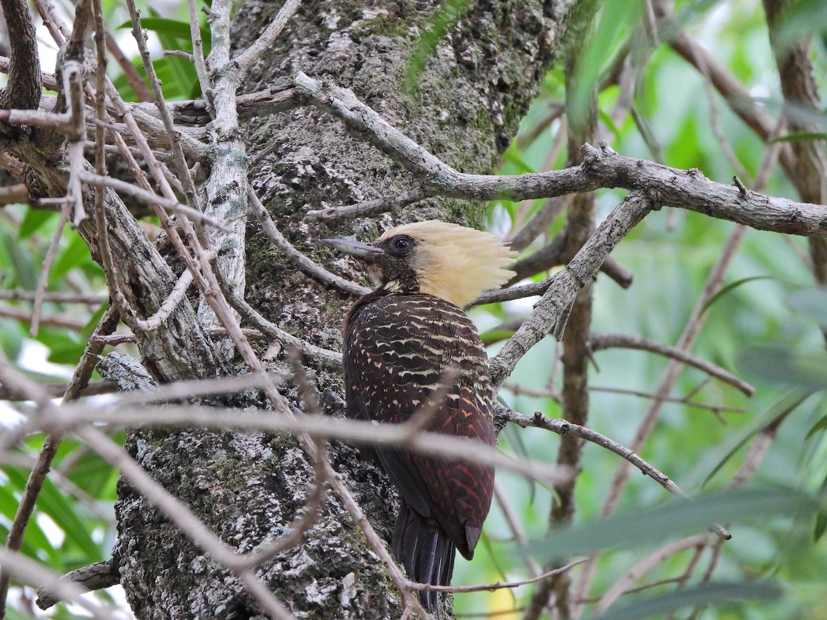 Pale-crested Woodpecker - ML635015518