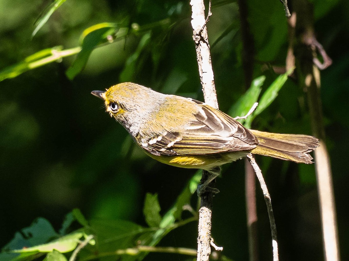 White-eyed Vireo - ML635015531