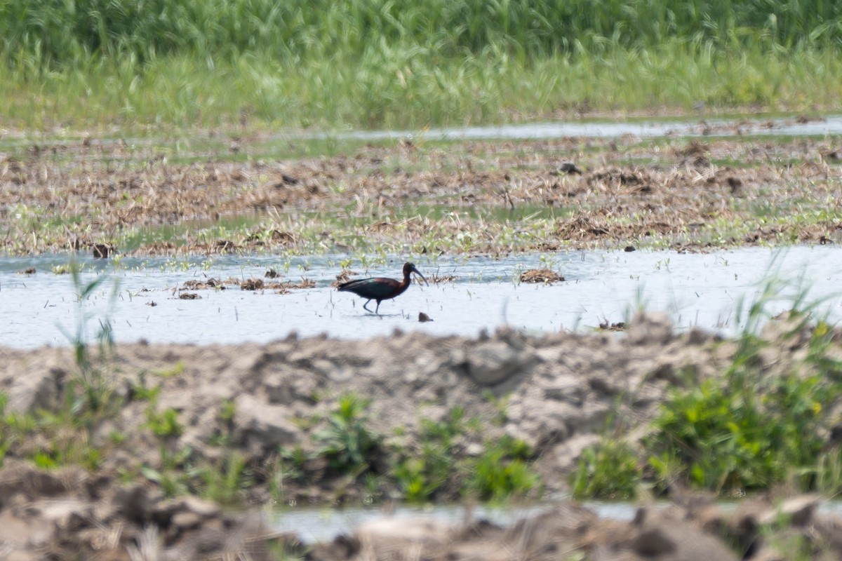 Glossy Ibis - ML635015575