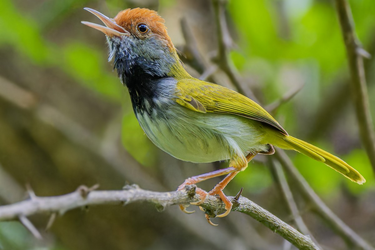 Dark-necked Tailorbird - ML635015581