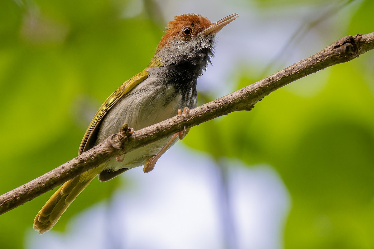Dark-necked Tailorbird - ML635015582