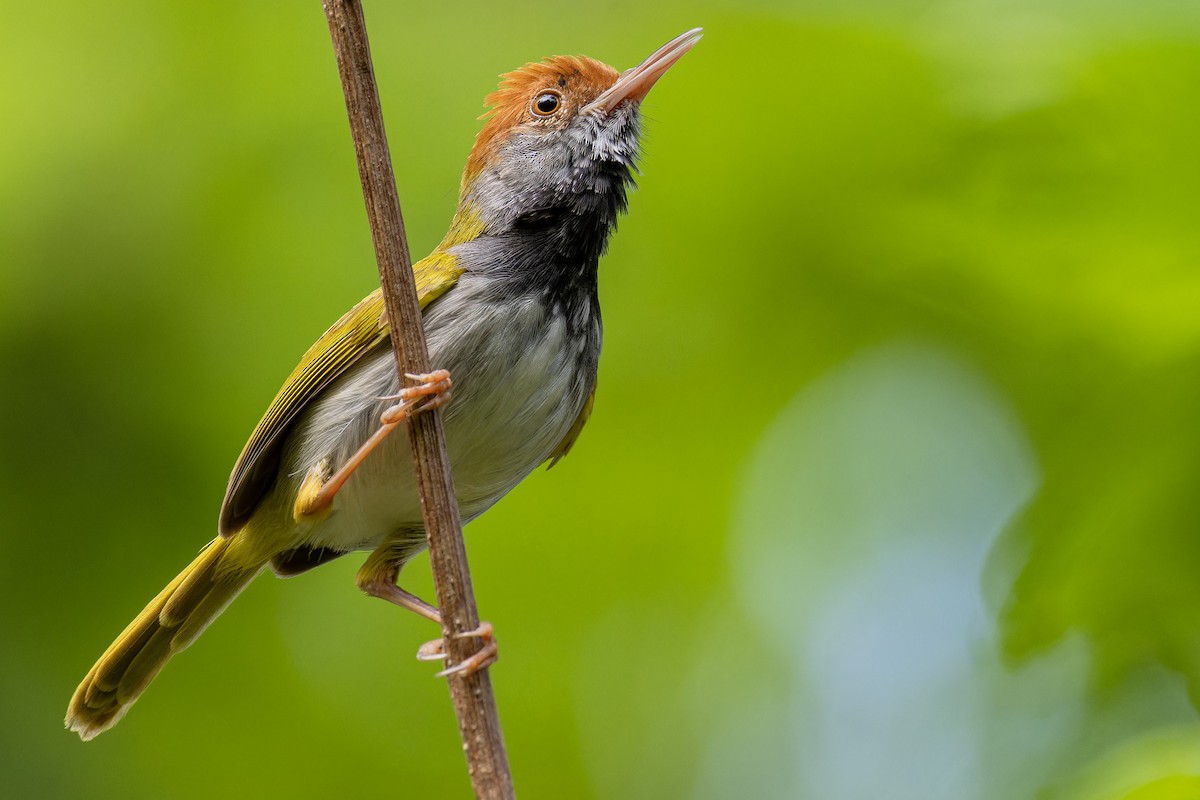 Dark-necked Tailorbird - ML635015583