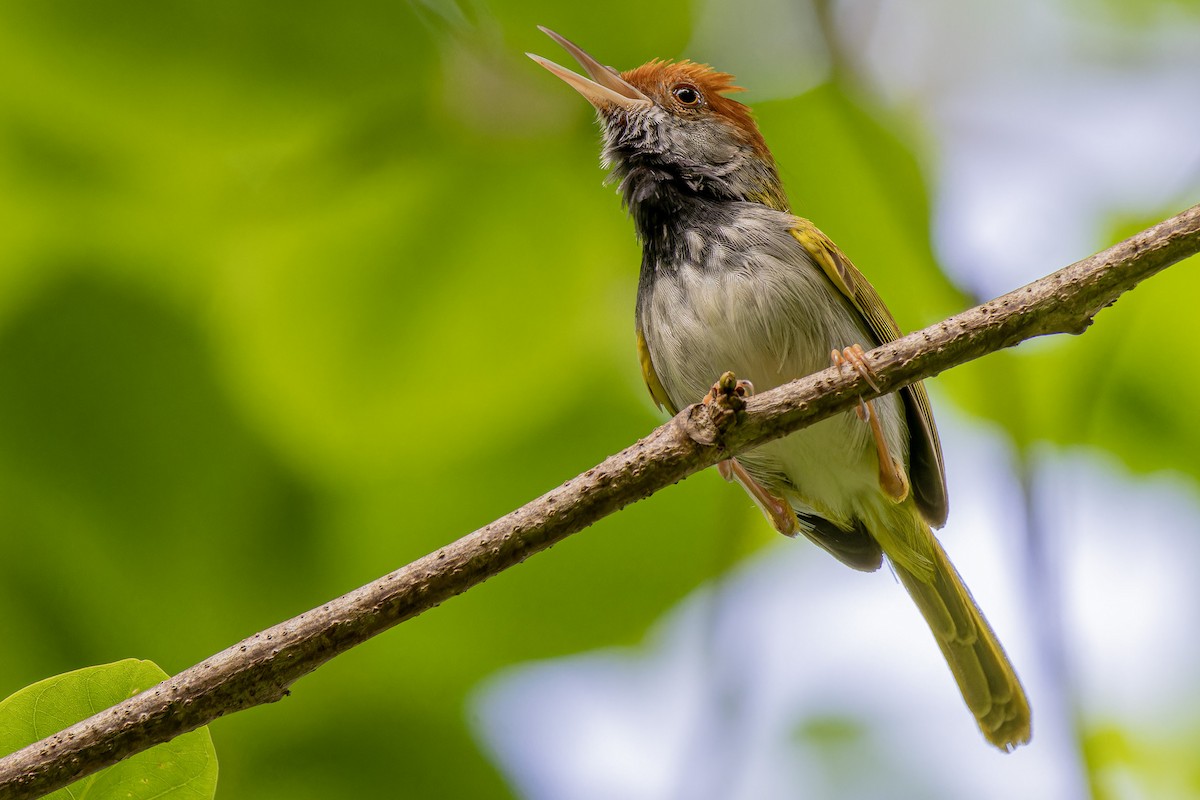 Dark-necked Tailorbird - ML635015584