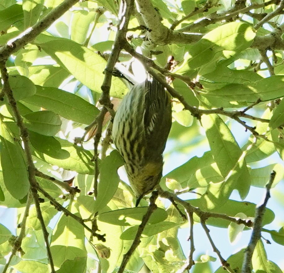 Cape May Warbler - ML635015597