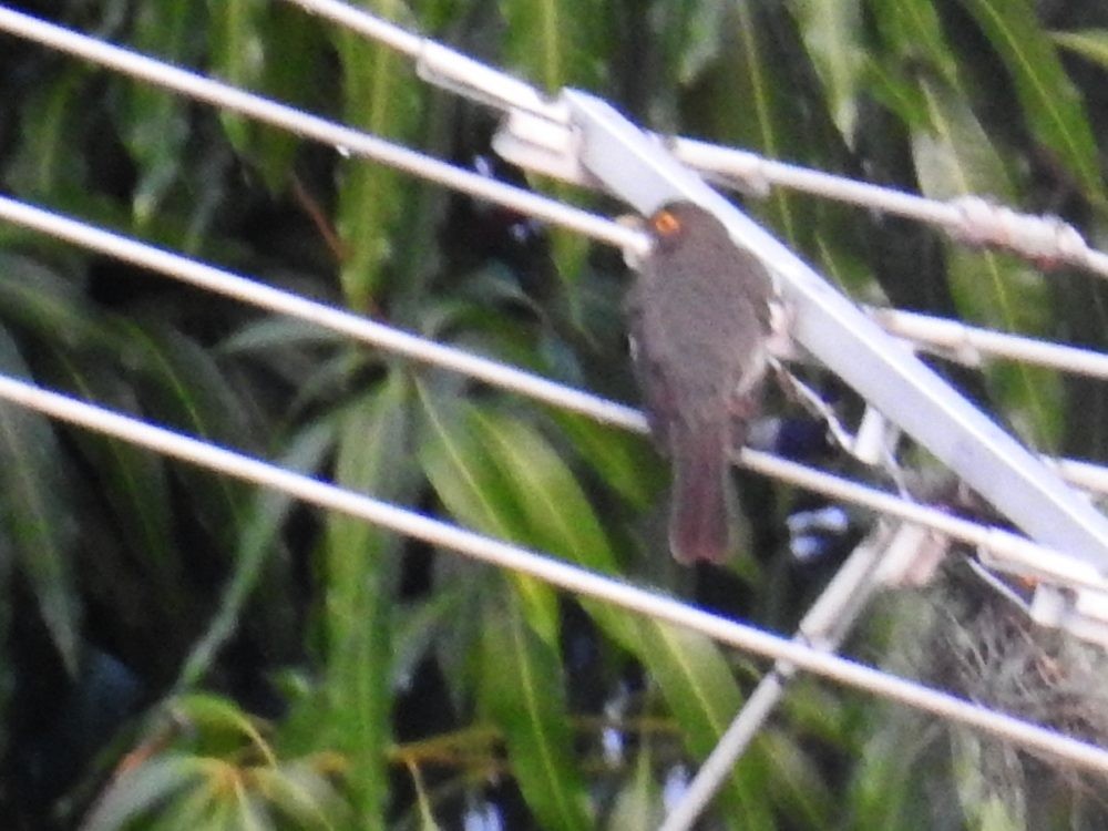 Spectacled Thrush - ML635015625