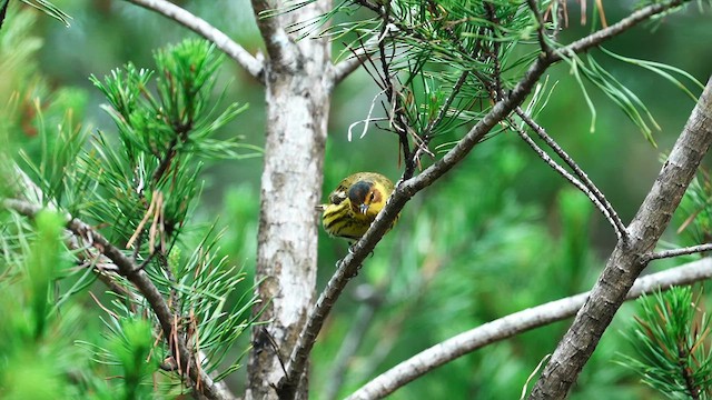 Cape May Warbler - ML635015718