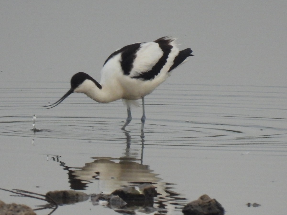 Pied Avocet - ML635015754