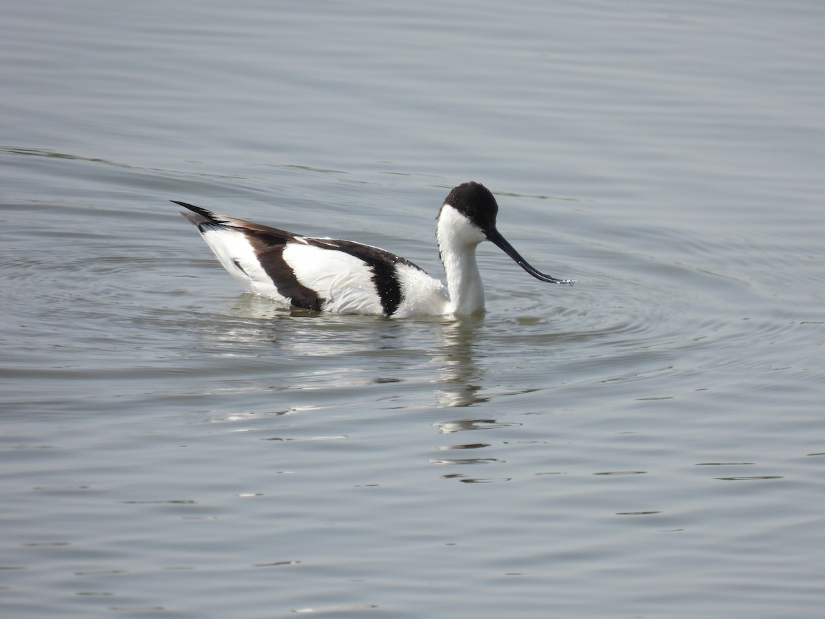 Pied Avocet - ML635015764