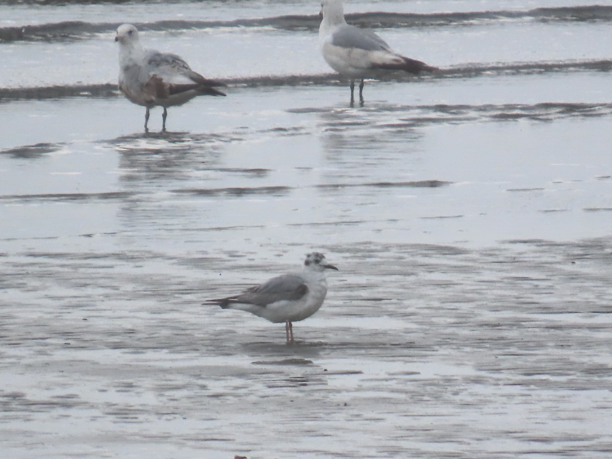 Bonaparte's Gull - ML635015839