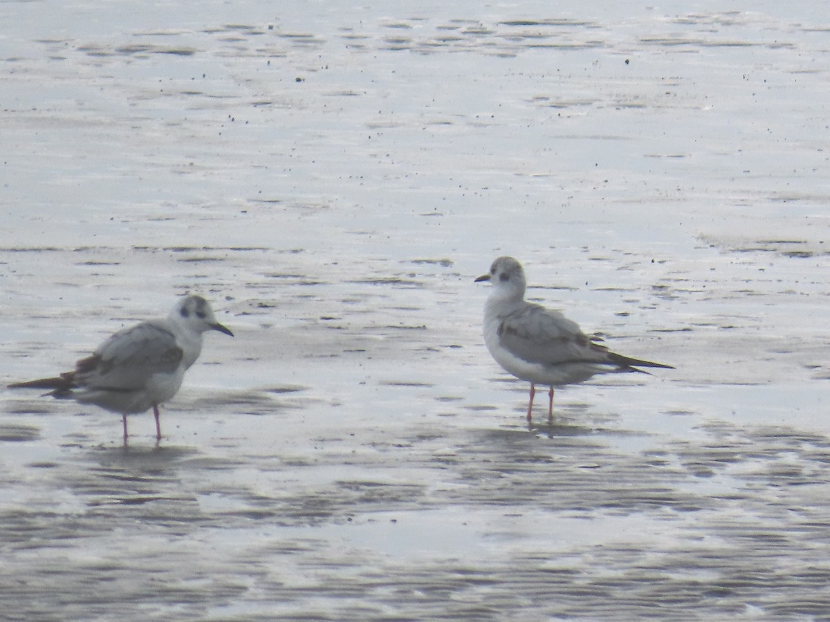 Bonaparte's Gull - ML635015840