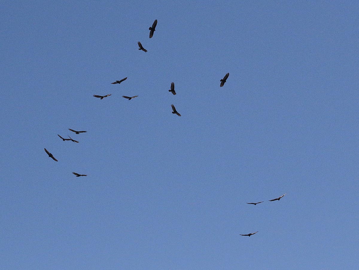 ヒメコンドル - ML635015930