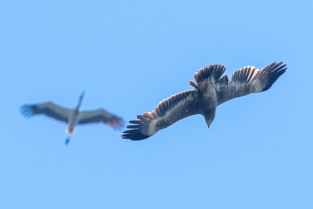 Steppe Eagle - ML635015960