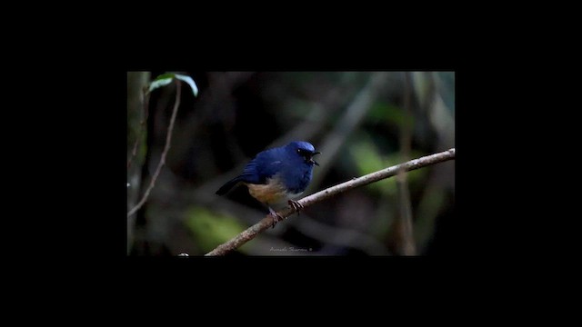 Nilgiri Sholakili - ML635015972