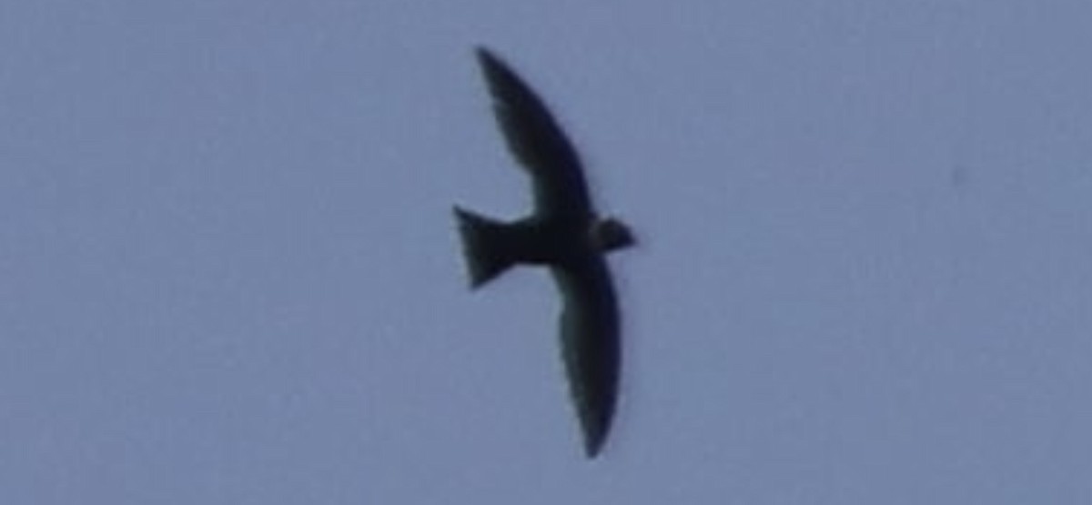 White-collared Swift - ML635015982