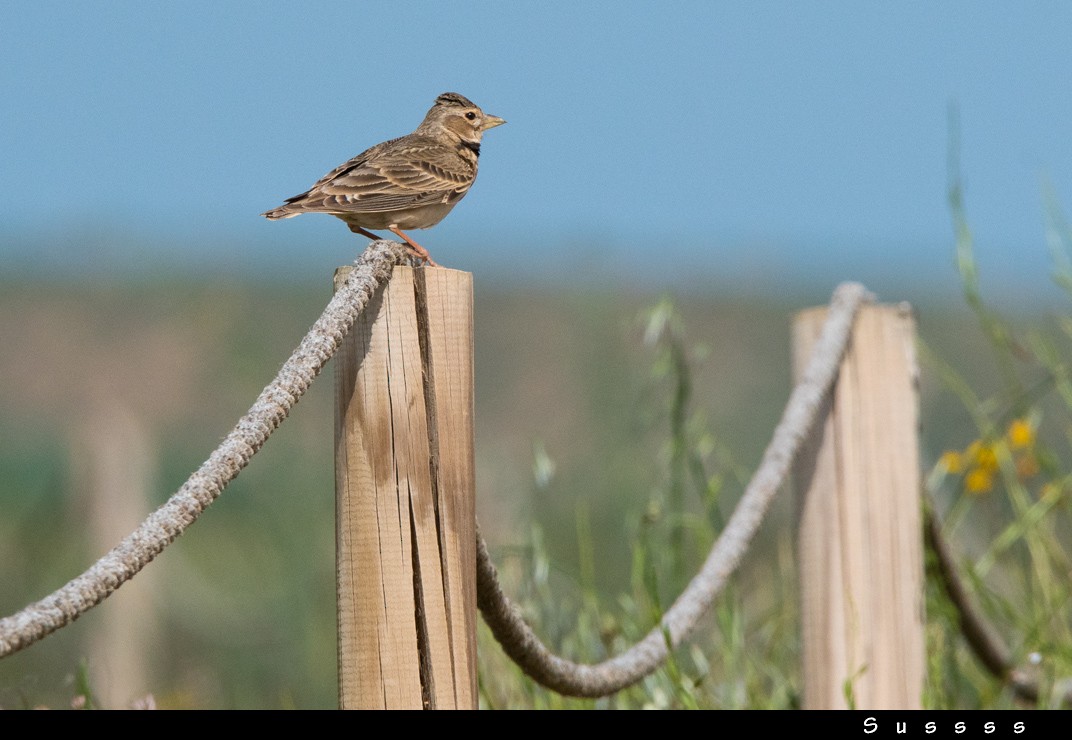 Calandra Lark - ML635016125