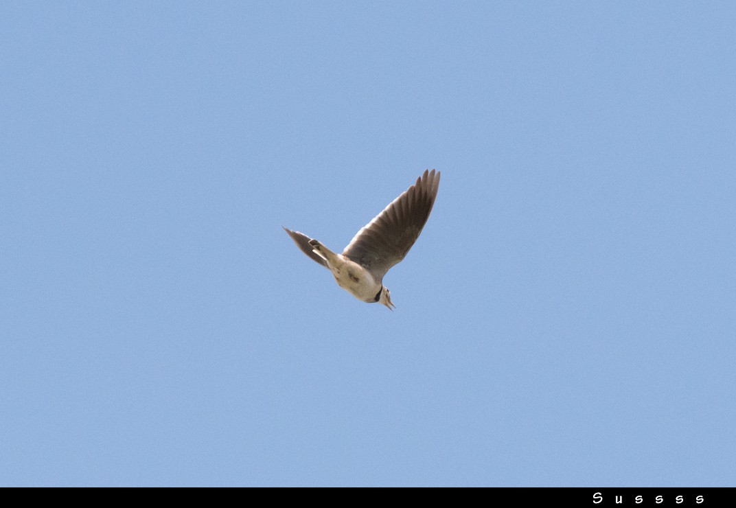 Calandra Lark - ML635016126