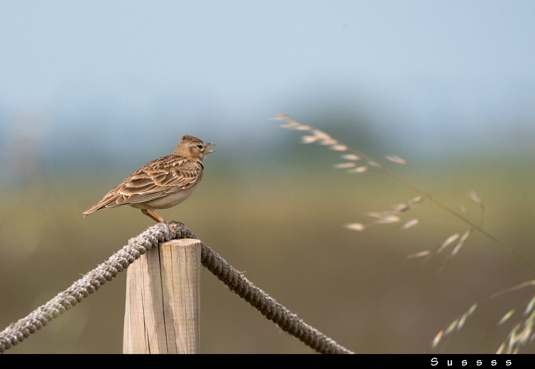 Calandra Lark - ML635016127