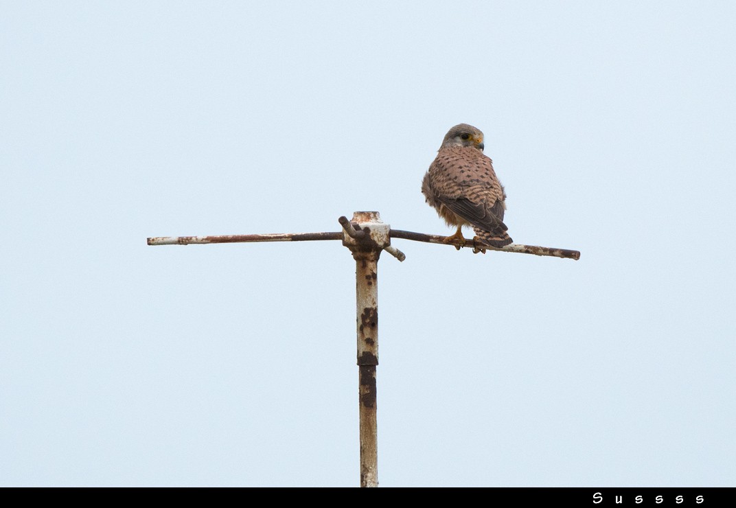 Eurasian Kestrel - ML635016142