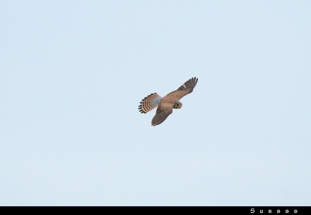 Eurasian Kestrel - ML635016143