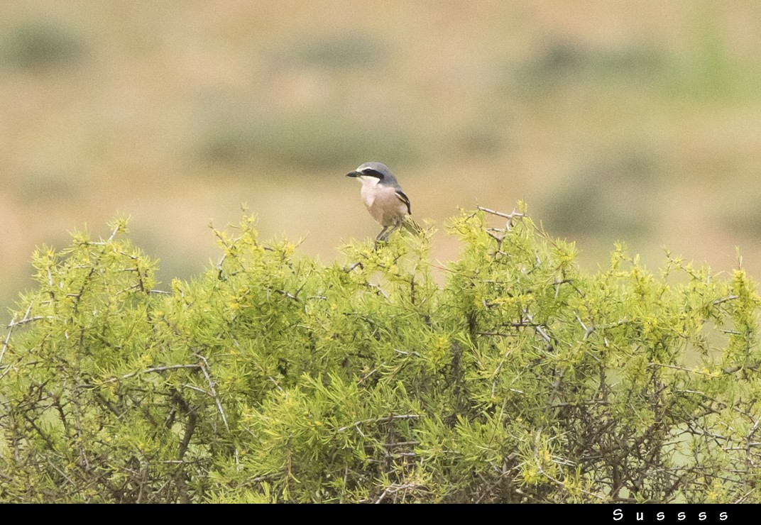 Iberian Gray Shrike - ML635016152