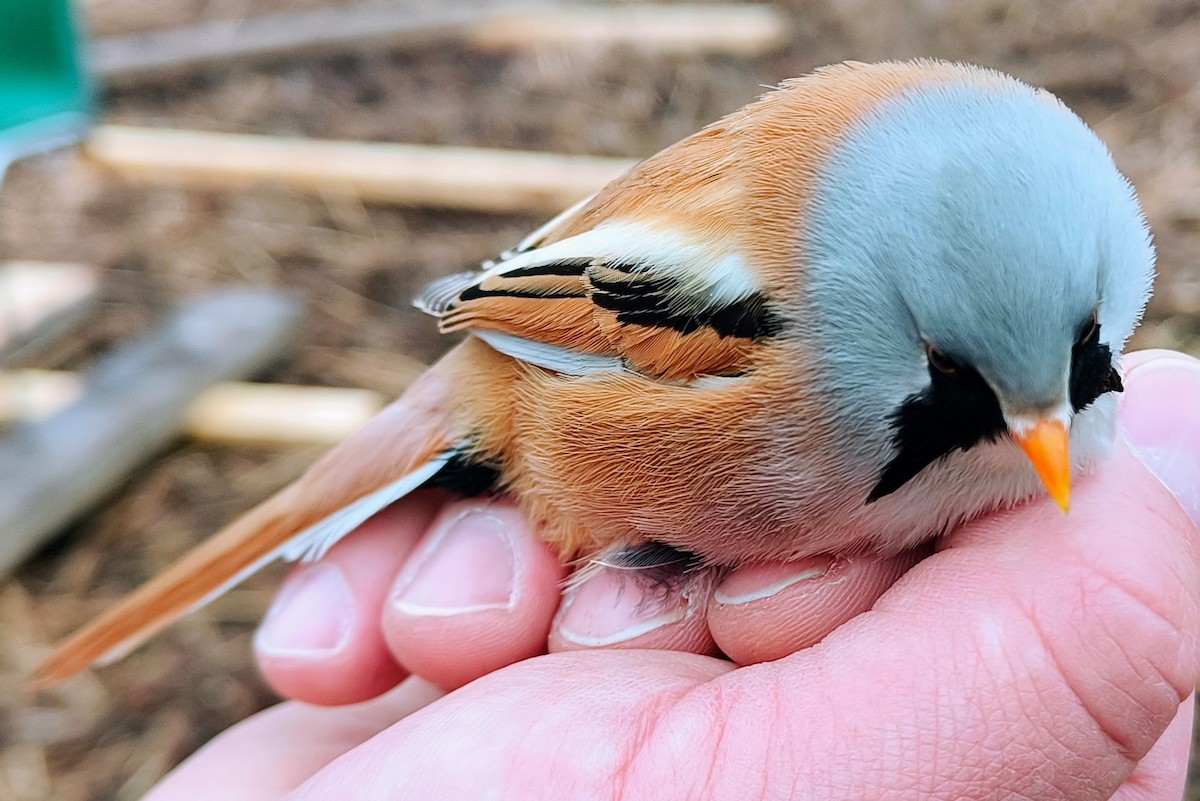 Bearded Reedling - ML635016153
