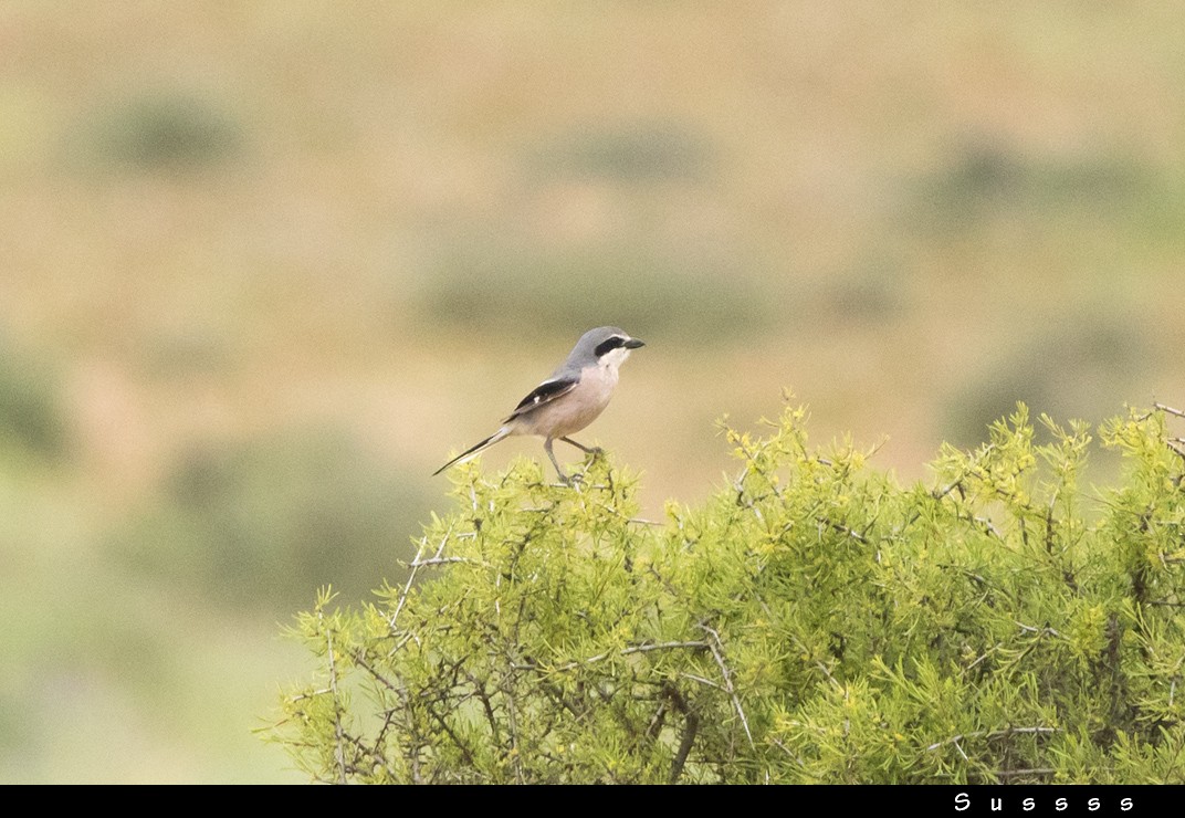 Iberian Gray Shrike - ML635016154