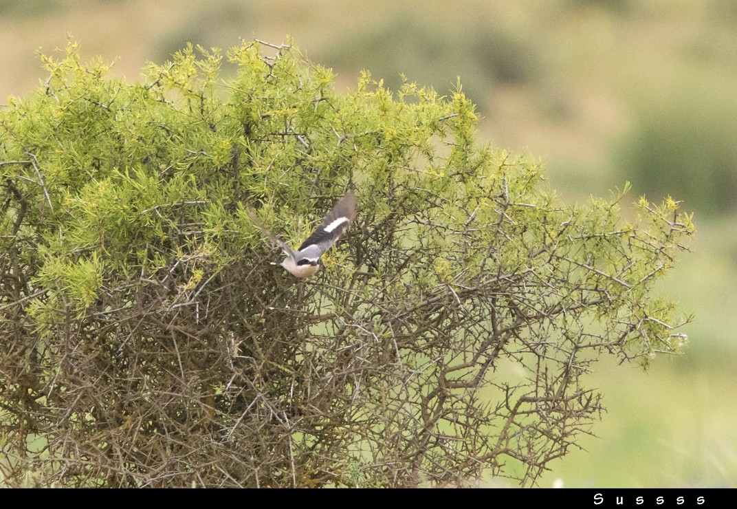 Iberian Gray Shrike - ML635016155