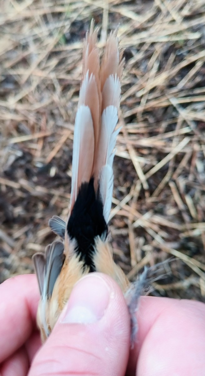 Bearded Reedling - ML635016156