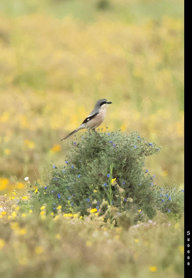 Iberian Gray Shrike - ML635016157