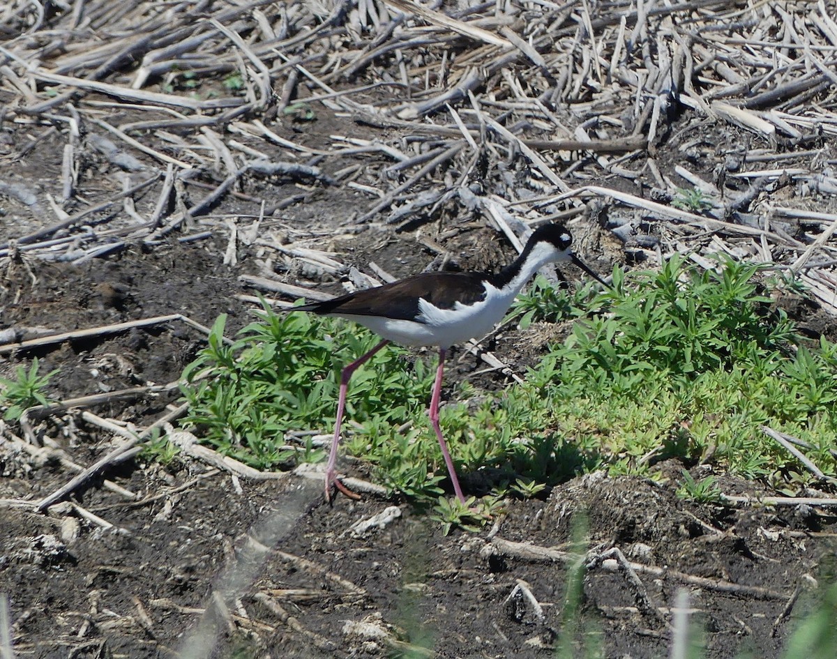 Black-necked Stilt - ML635016341