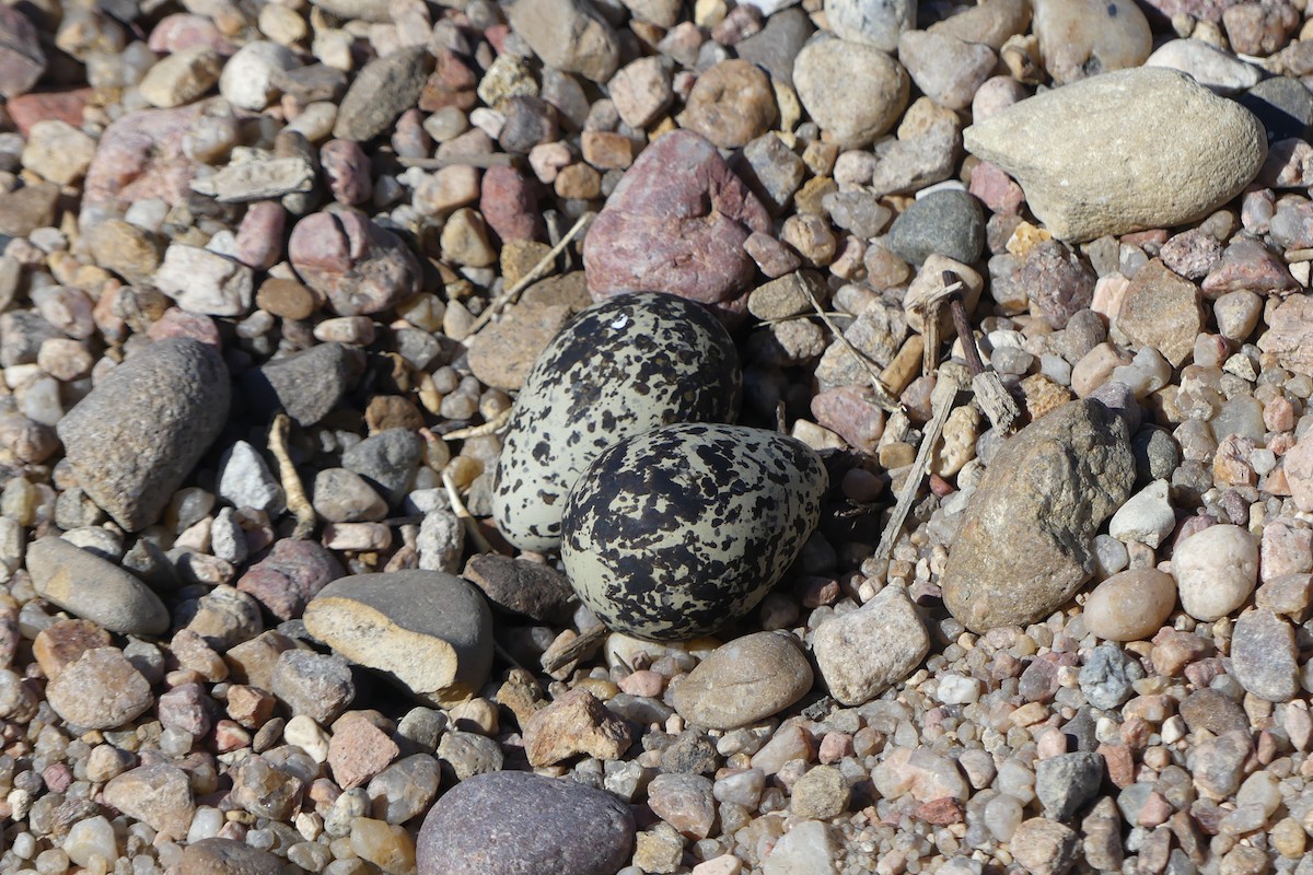 Killdeer - ML635016369