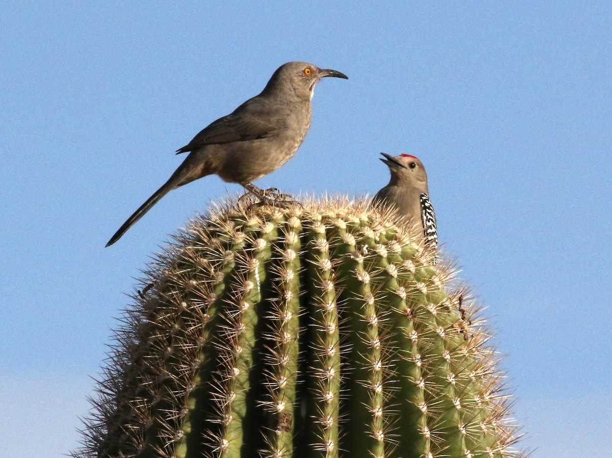 マルハシツグミモドキ - ML635016393