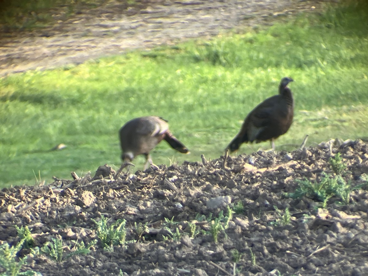 Wild Turkey - ML635016413