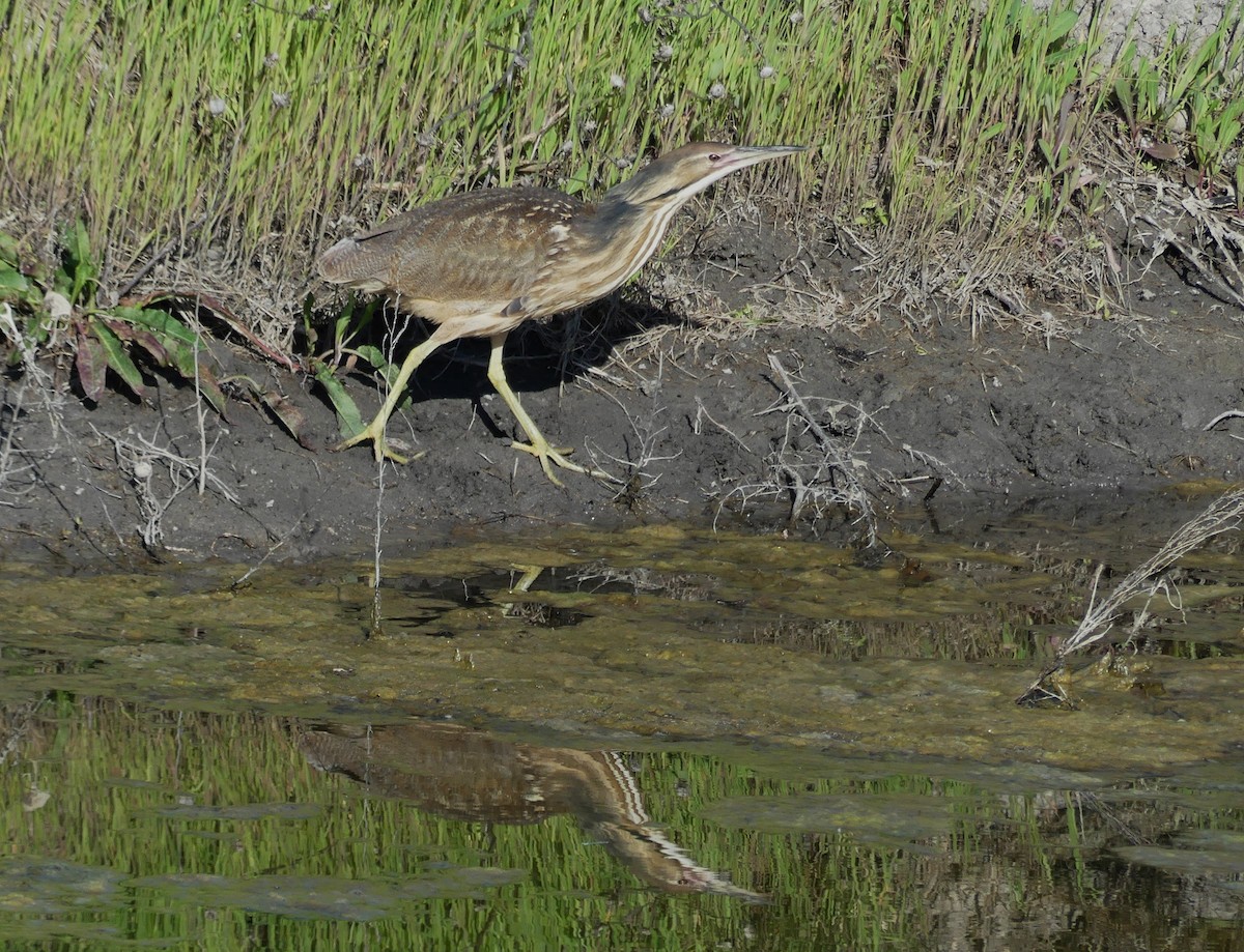 American Bittern - ML635016431
