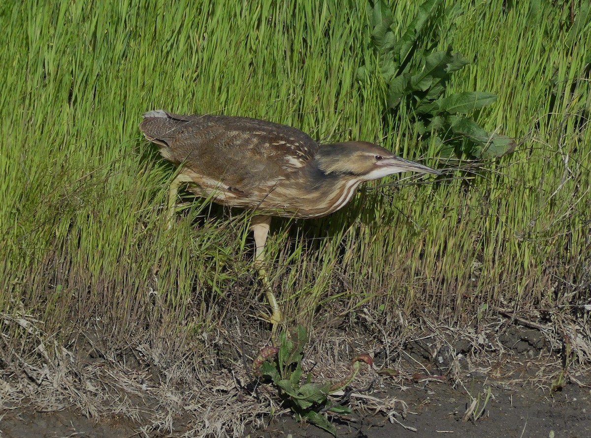 American Bittern - ML635016465