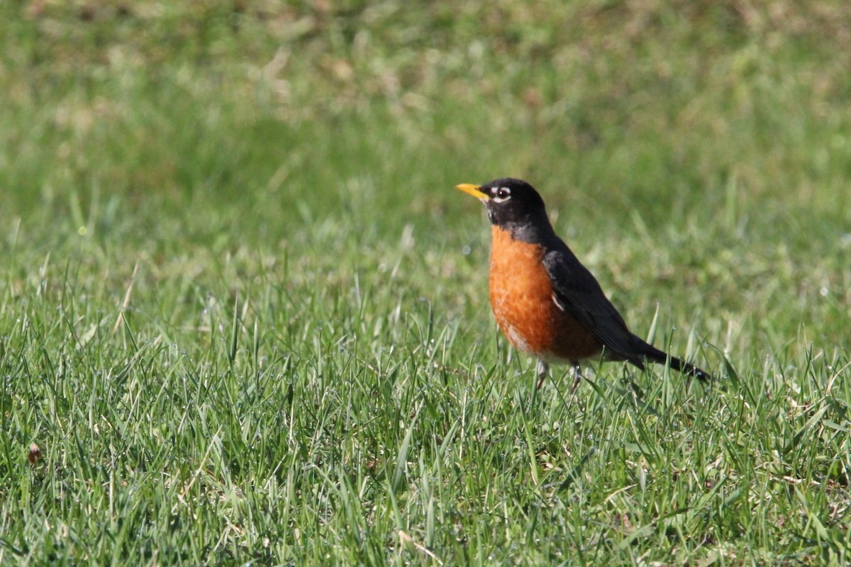 Дрізд мандрівний - ML635016616