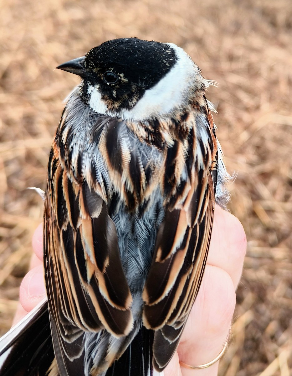 Reed Bunting - ML635016651