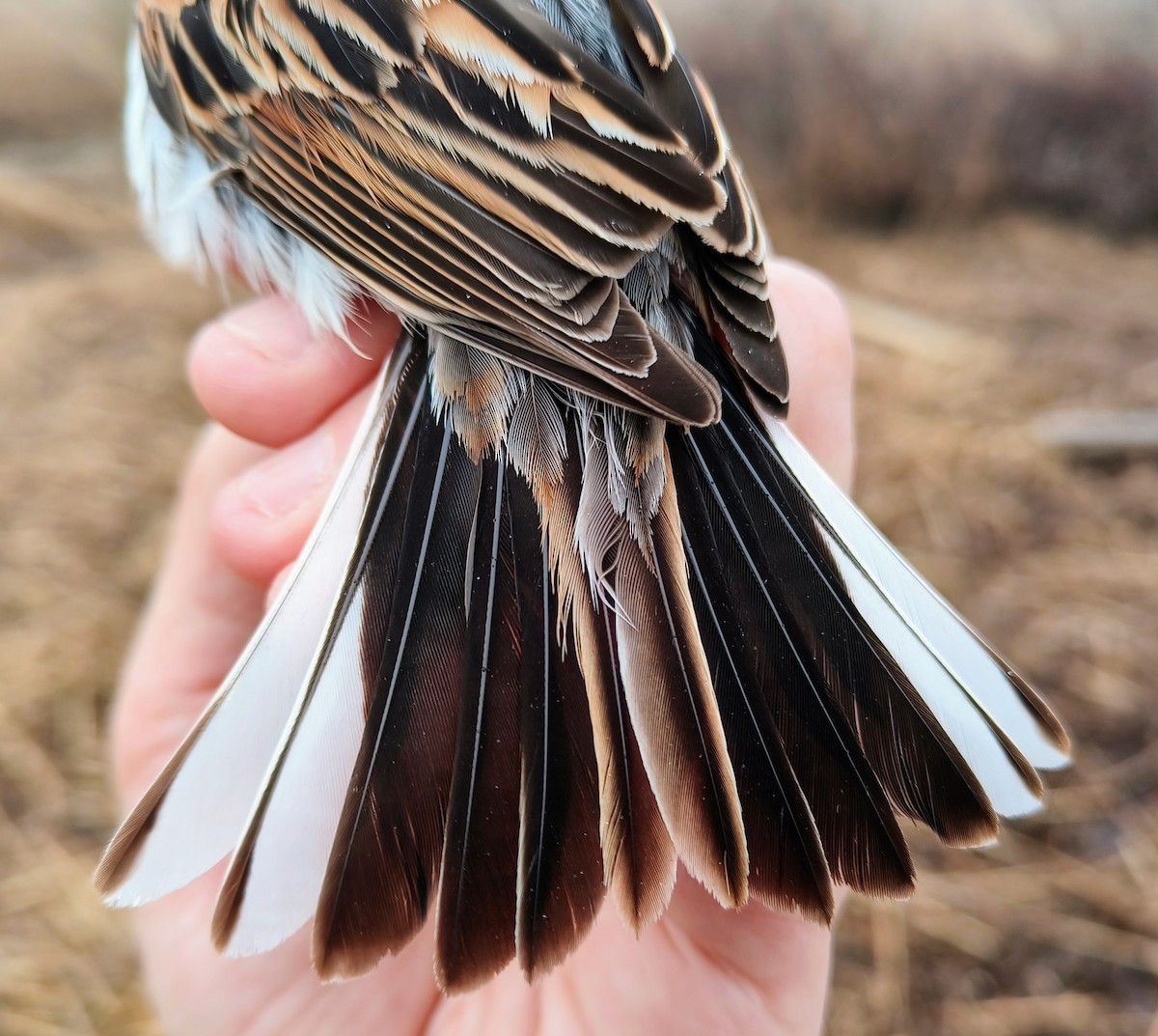 Reed Bunting - ML635016652