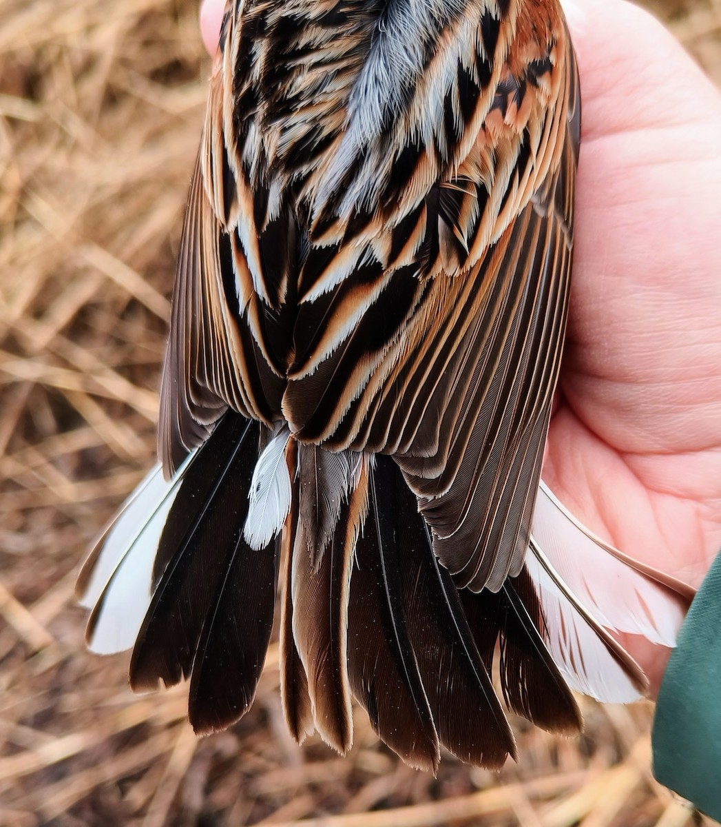 Reed Bunting - ML635016653