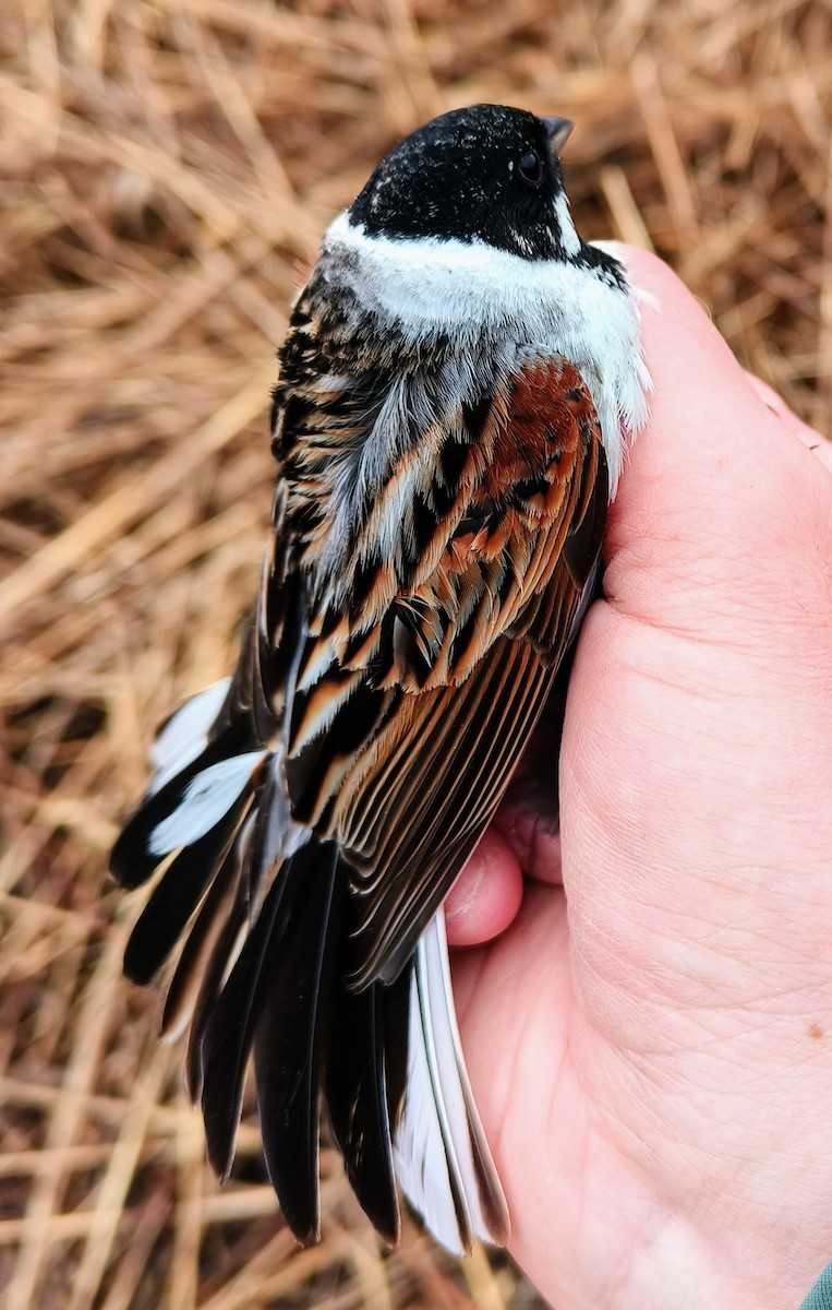 Reed Bunting - ML635016654