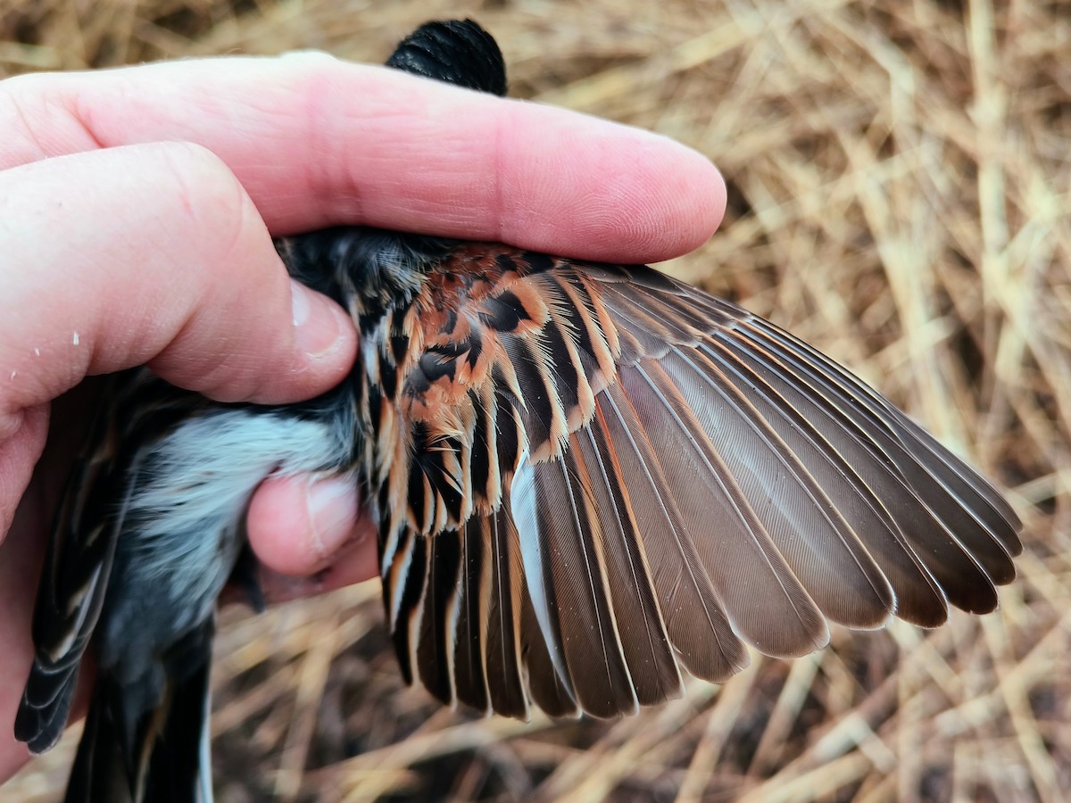 Reed Bunting - ML635016655