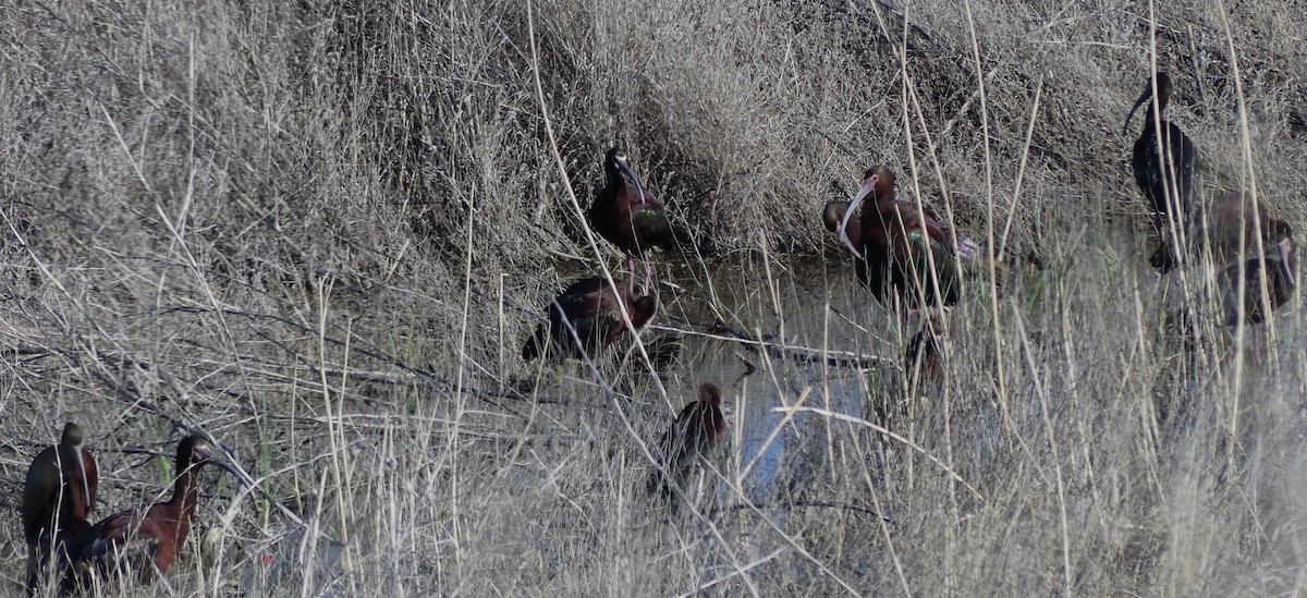 White-faced Ibis - ML635016695